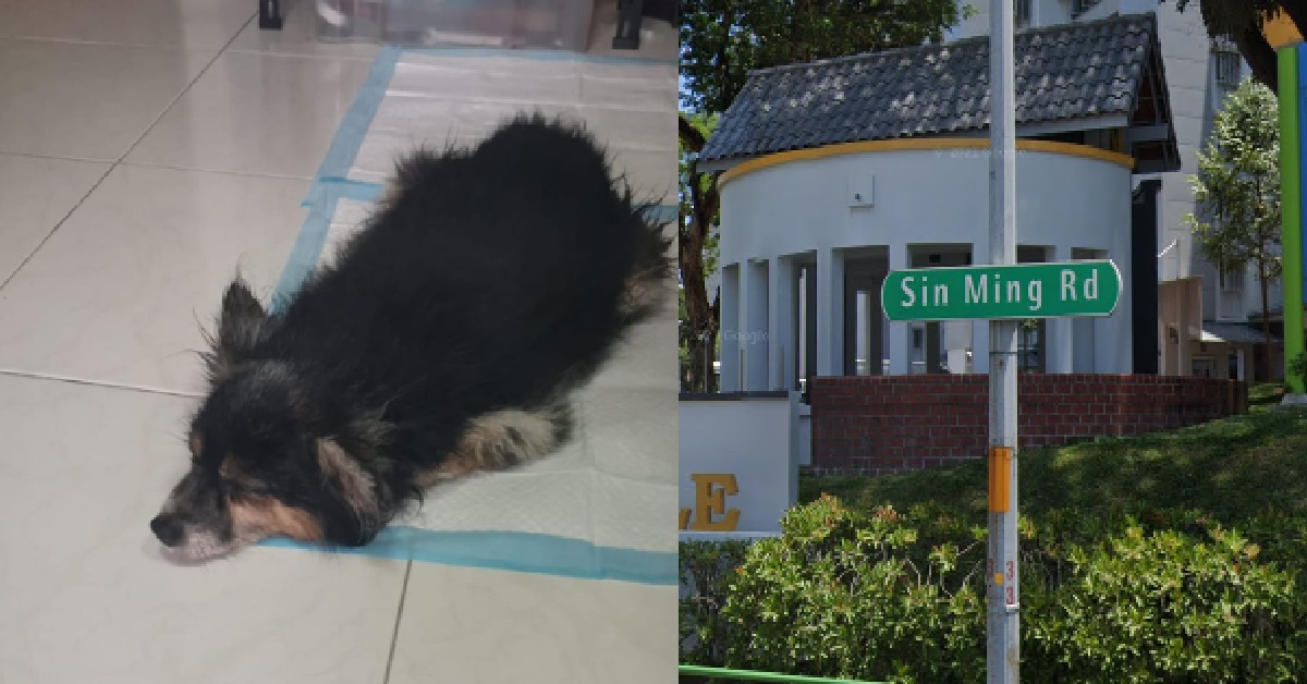 GRABFOOD RIDER STOPPED WORK TO RESCUE LOST DOG, APPEALING FOR OWNER