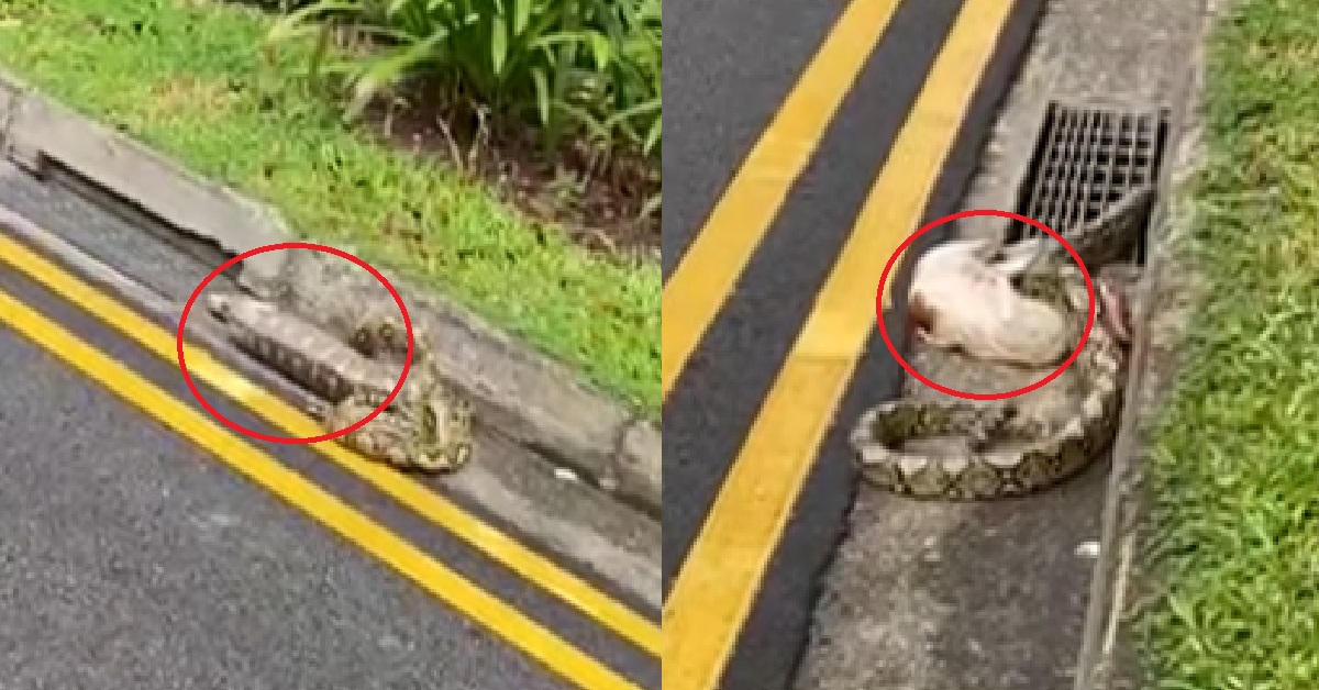 SNAKE SWALLOWED CAT WHOLE, THEN VOMITS IT OUT ON ROAD @ BOON LAY