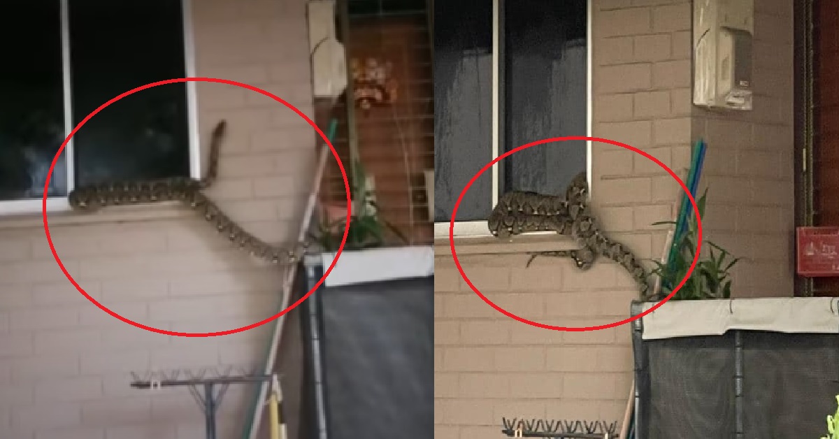 GIANT PYTHON SEEN OUTSIDE BEDOK FLAT, AREA CORDONED OFF BY ACRES