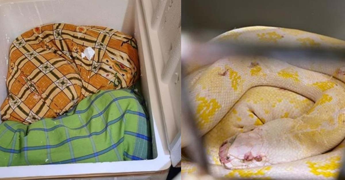 M’SIAN MAN FINED $5,000 FOR SMUGGLING PYTHONS INTO SG VIA TUAS