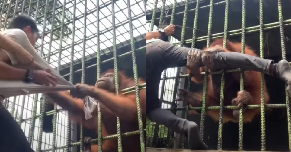 MAN DISTURBS ORANGUTAN AT ZOO, THEN KENA ATTACK BY THE APE