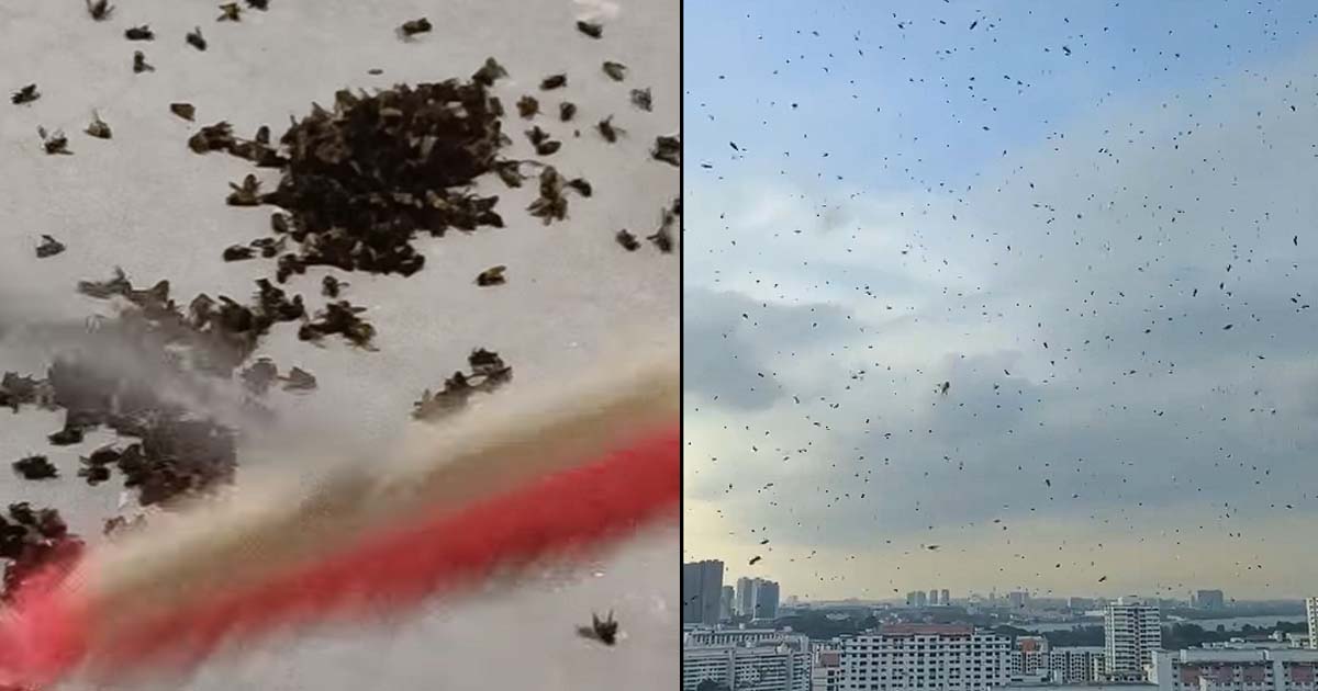 THOUSANDS OF BEES SWAMP WOODLANDS RESIDENT’S HOME