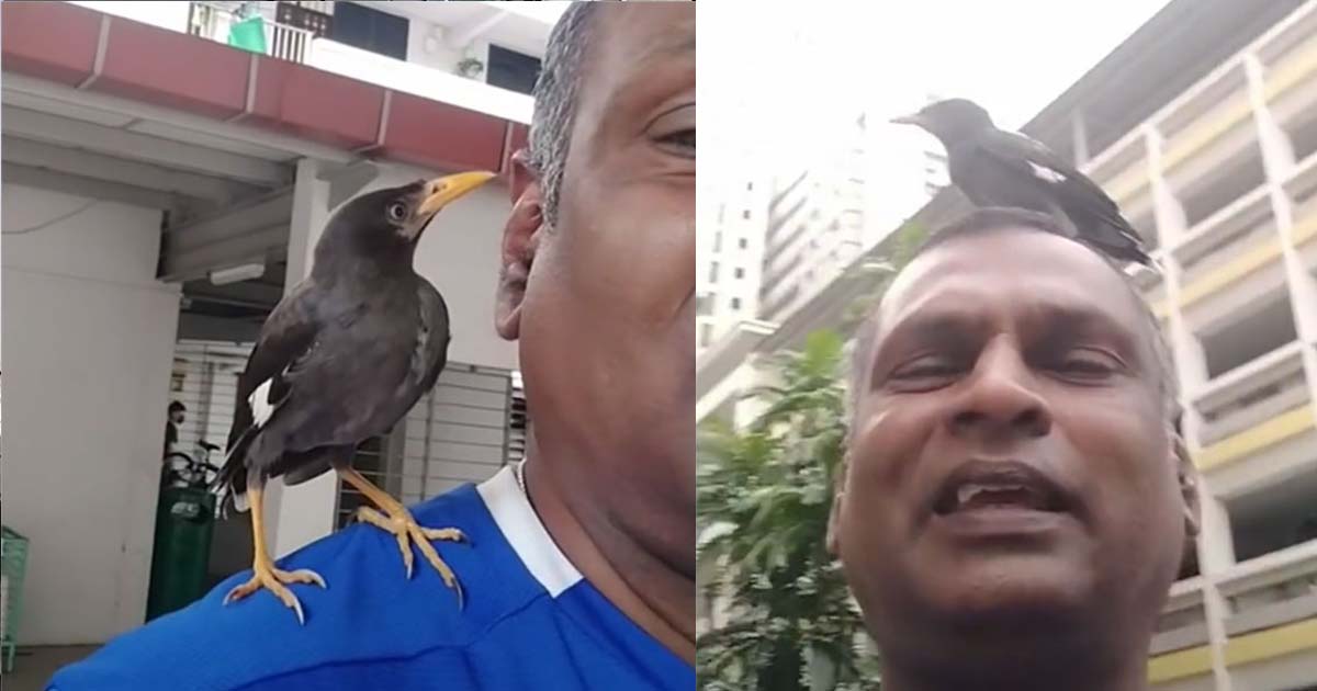 BIRD MAKES FRIEND WITH MAN AND REFUSE TO LEAVE & CLIMBS ON HIS HEAD
