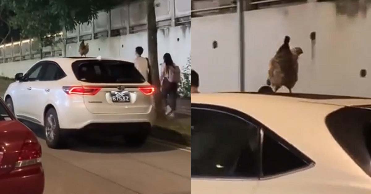 CHICKEN HITCHES A RIDE ON THE ROOF OF A CAR
