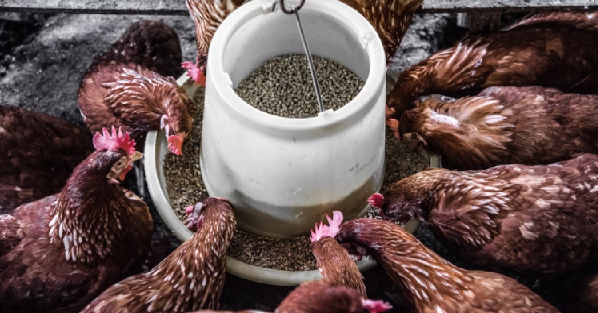 M’SIA POULTRY BREEDERS – LIFT CHICKEN BAN TO S’PORE OR WE LOSE OUT