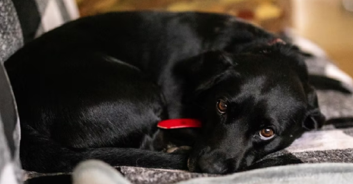 WOMAN’S BF HATES HER PUPPY, VERY ROUGH & VIOLENT TO THE LIL DOGGO