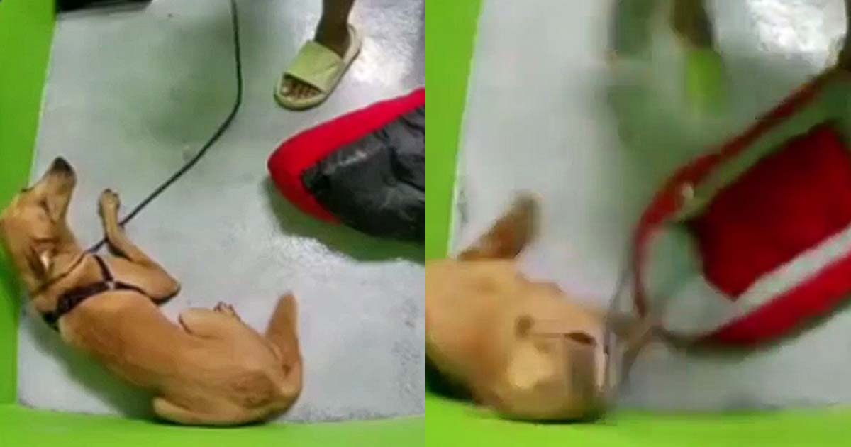 DOG TRAINER SWINGS METAL WATER BOWL & USED CANE TO SCARE DOG