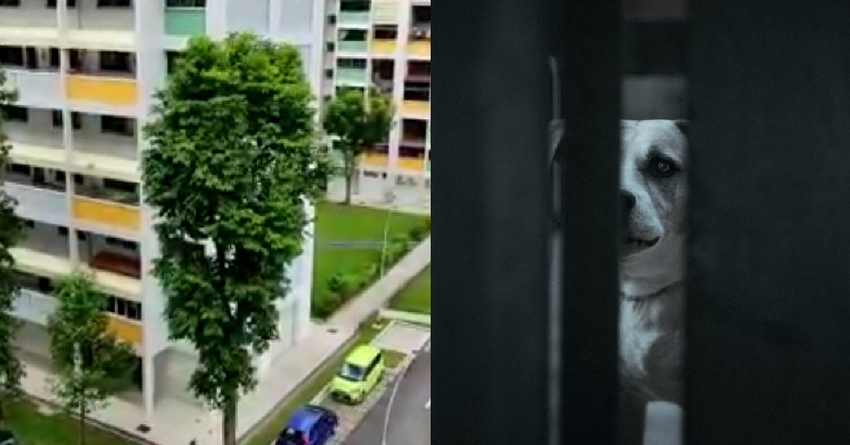 RESIDENT HAD ENOUGH OF NEIGHBOUR’S DOGS BARKING ALL DAY