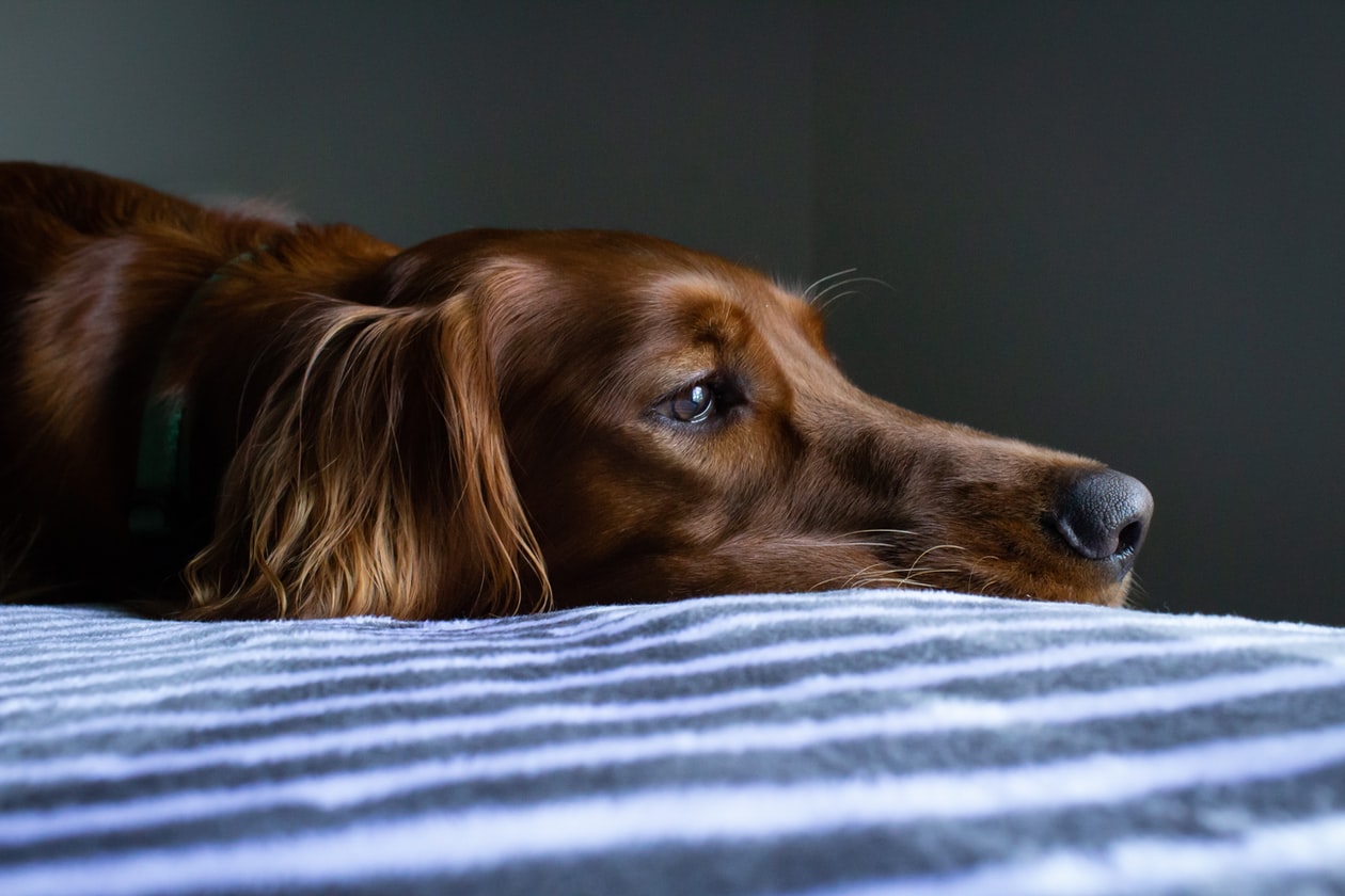 MAN FEELS GUILTY FOR PRIORITIZING WORK OVER HIS SICK PET DOG