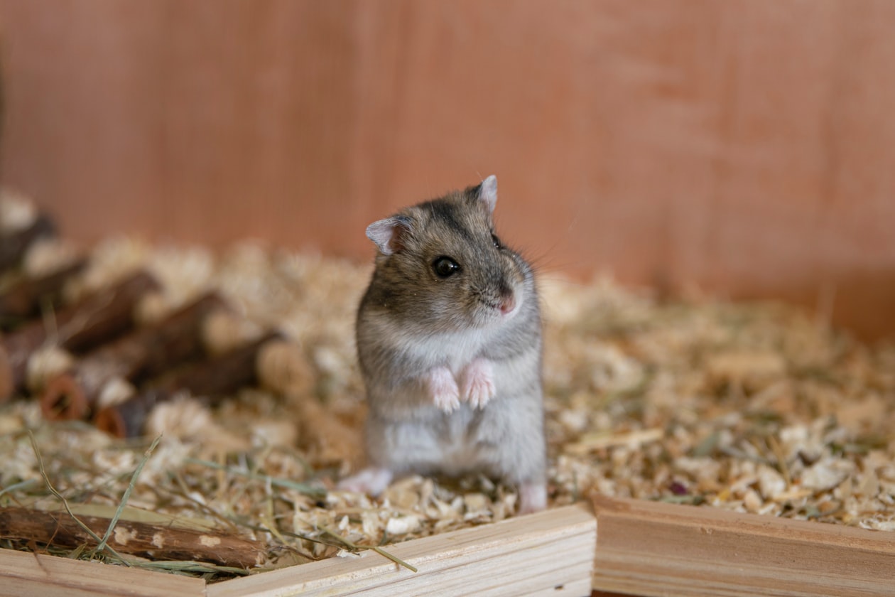 WOMAN KILLS HER ROOMMATE’S HAMSTER BY THROWING IT AGAINST THE WALL