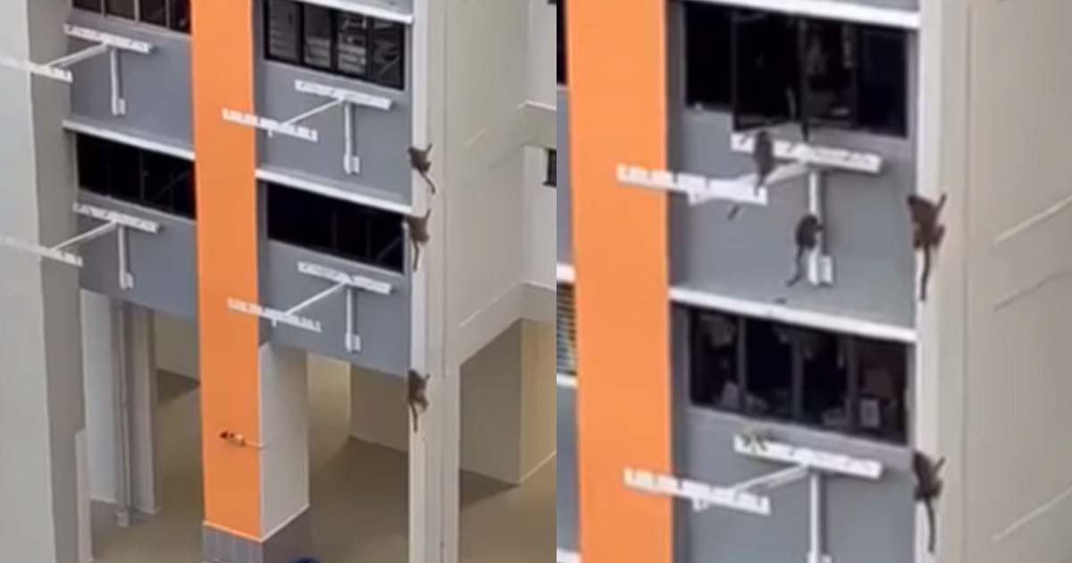 MONKEY INVADES HDB UNIT BY SCALING THE WALLS AND PILLARS @ CLEMENTI