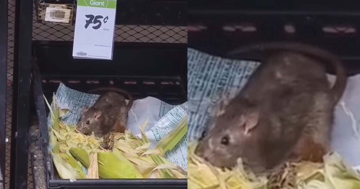 RAT SPOTTED EATING CORN AT HOUGANG GIANT SUPERMARKET