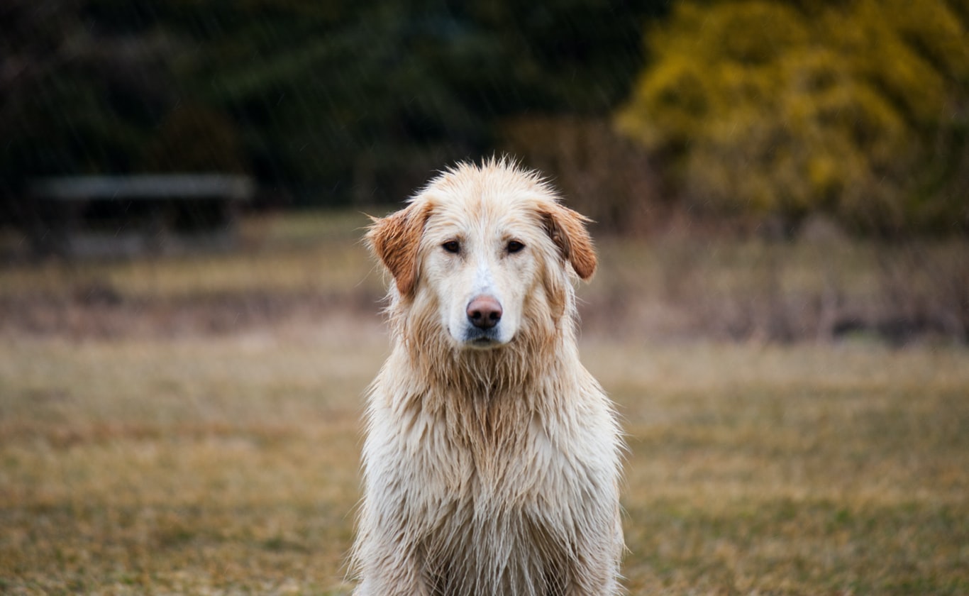 WOMAN COMTEMPLATING TO REPORT NEIGHBOUR WHO LEAVES PETS IN THE RAIN