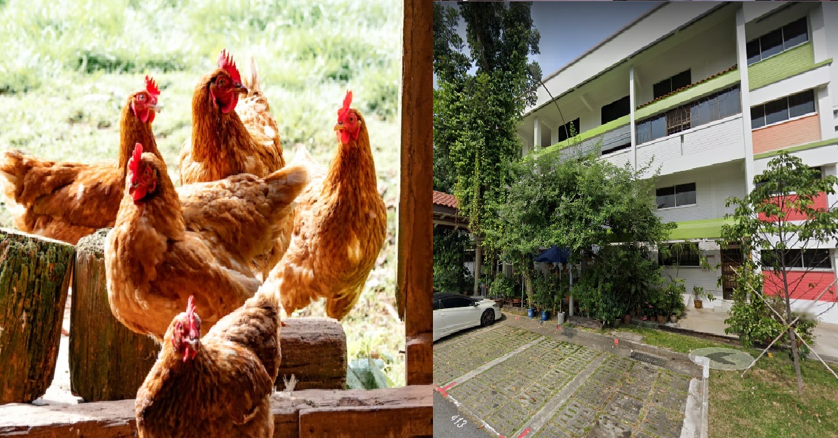 MAN’S DAUGHTER REFUSES TO COME HOME BECAUSE OF BAD SMELL FROM NEIGHBOUR’S CHICKENS