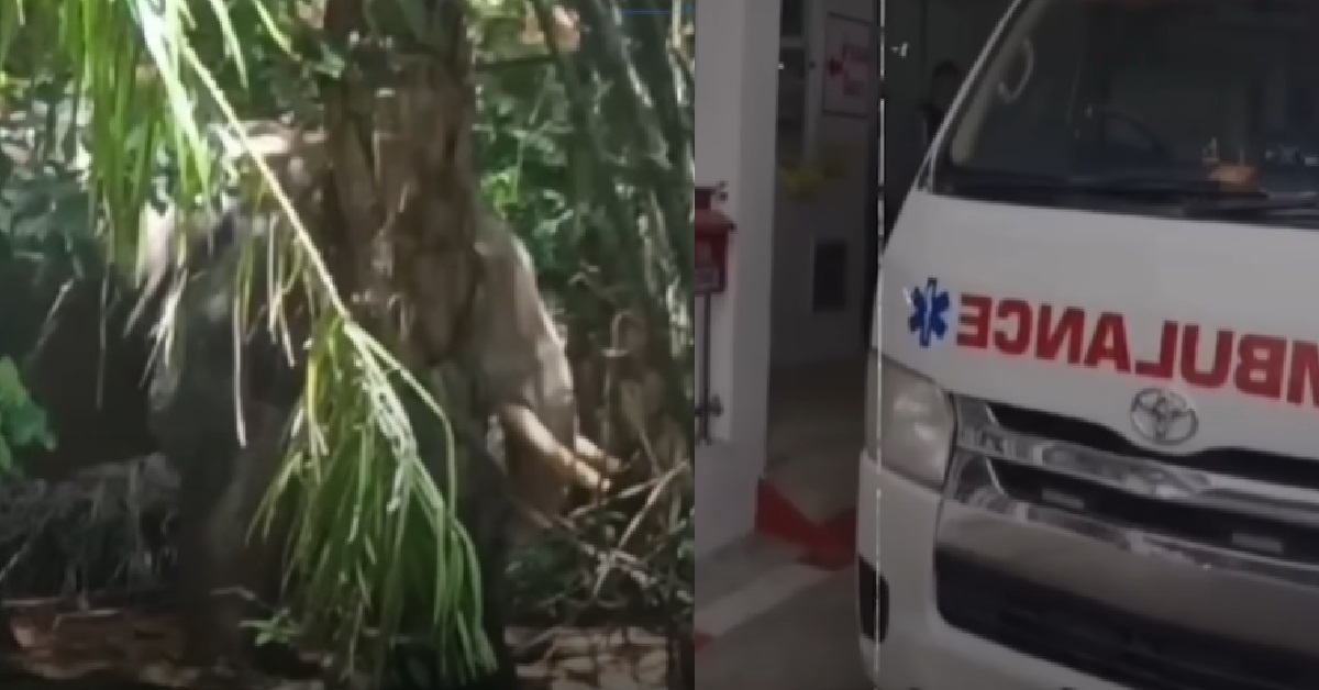 ANNOYED ELEPHANT KILLS THAI OWNER & RIPS HIM IN HALF, THEN STANDS OVER HIS BODY