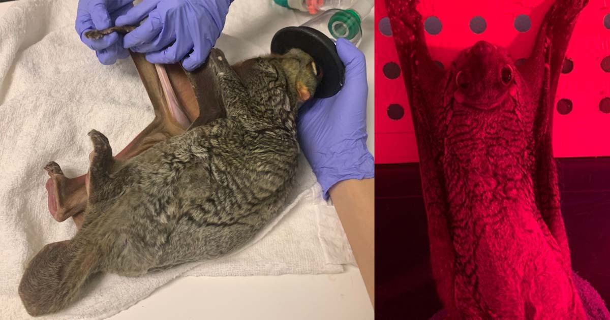 COLUGO WAS SAVED BY ACRES AFTER BEING FOUND STRUGGLING AT A BUS INTERCHANGE