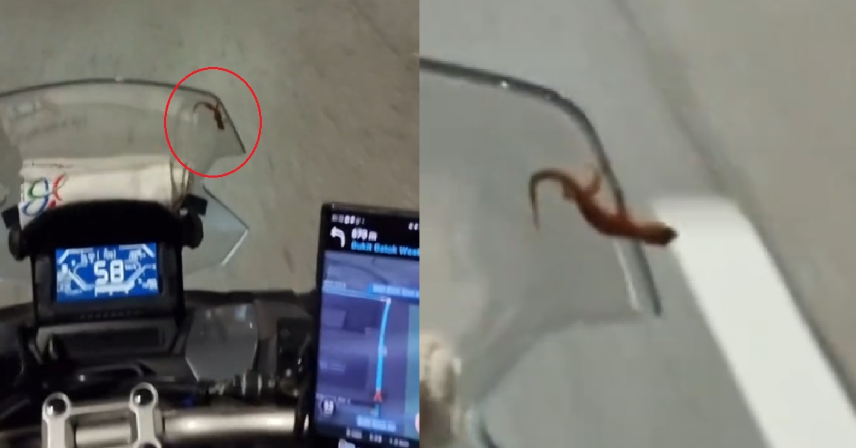 CHAOS ON THE ROAD – MAN FINDS LIZARD ON HIS MOTORBIKE, PANICS & SCREAMS FOR HIS LIFE