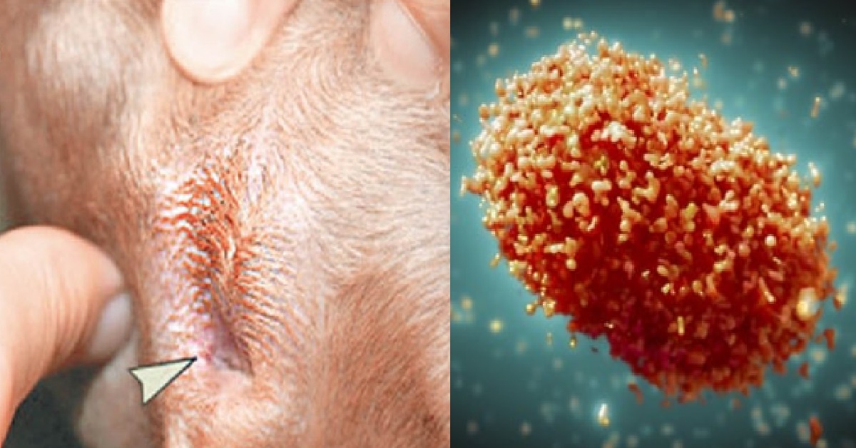 1ST SUSPECTED CASE OF HUMAN-TO-DOG MONKEYPOX TRANSMISSION DETECTED