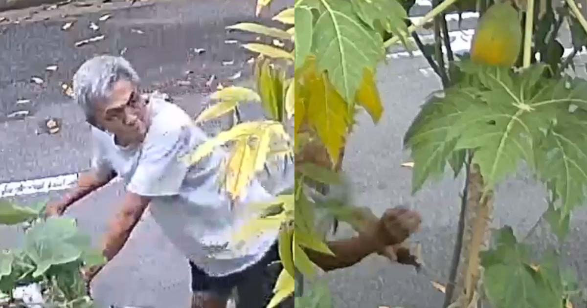 UNCLE CAUGHT ON CCTV STEALING PAPAYA, GONE IN 10 SECONDS