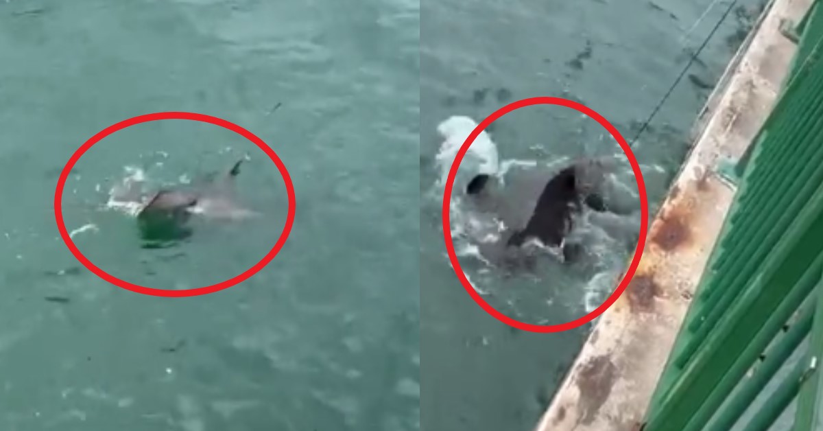 GUY ALMOST CAUGHT SHOVELNOSE RAY @ BEDOK JETTY