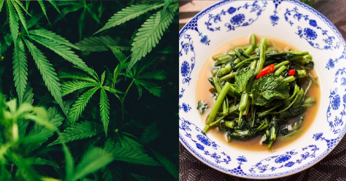 S’PORE WOMAN ATE CANNABIS PLANT IN THAILAND, THOUGHT IT WAS KANG KONG