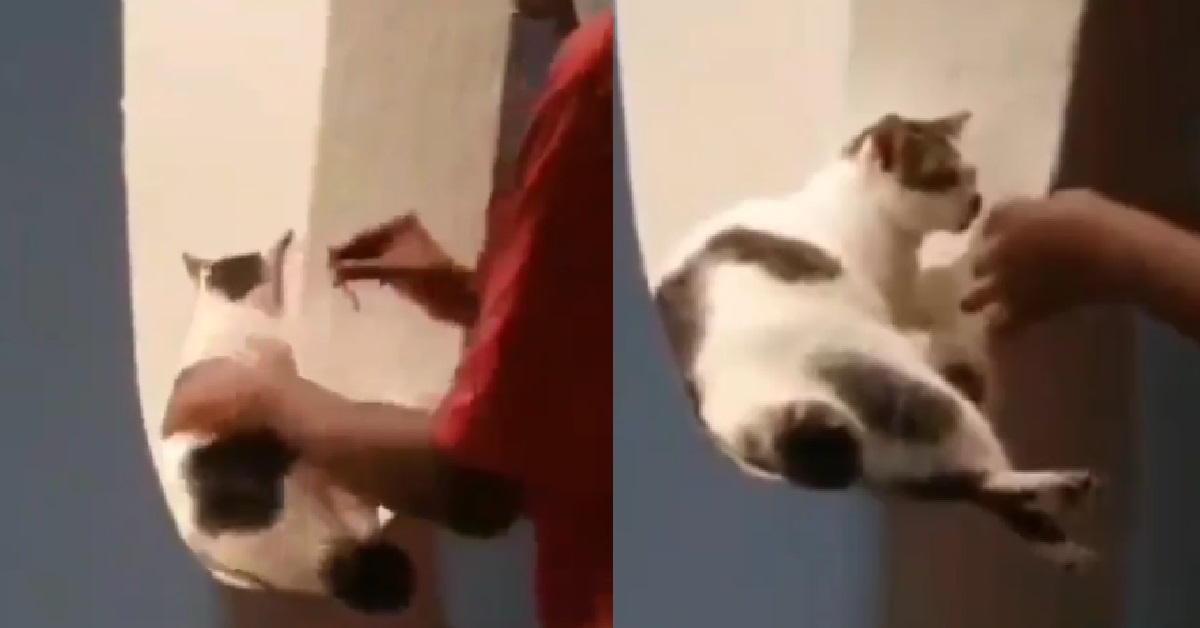 SICK MAN FORCED LIT CIGARETTE INTO STRAY CAT’S MOUTH, SPCA INVESTIGATING