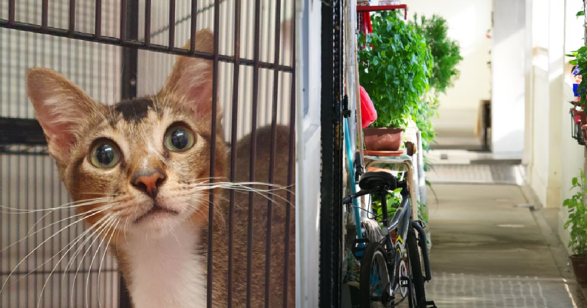 GOVT CONSIDERS ALLOWING CATS IN HDB FLATS, AVS SEEKING FEEDBACK FROM PUBLIC