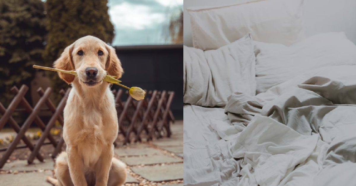 GUY USES HIS PET DOG TO PICK UP AND SLEEP WITH WOMEN, THE ULTIMATE WINGMAN