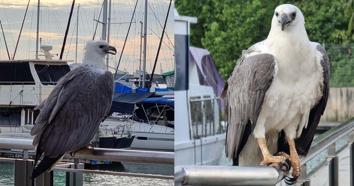 MAJESTIC WHITE EAGLE SPOTTED AT RAFFLES MARINA