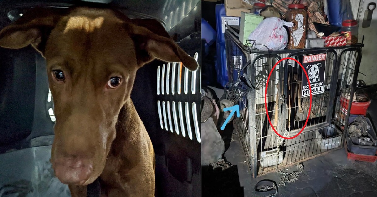 1 Y.O DOG RESCUED FROM SECRET SOCIETY MEMBER, LIVED IN “SOME OF THE WORST CONDITIONS”
