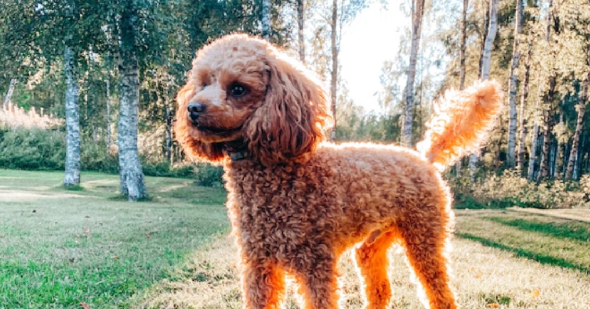 MAN’S DOG ATTACKED BY BIGGER DOG, WANTS COMPENSATION BUT NO PHOTO EVIDENCE