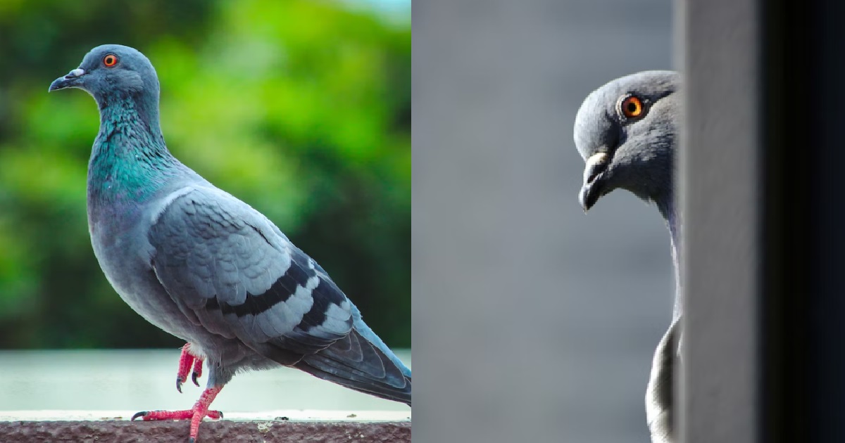 PIGEON PANGSAI ON GUY’S NECK AND IT SPLASHED INTO HIS KOPI, PHONE AND SHIRT