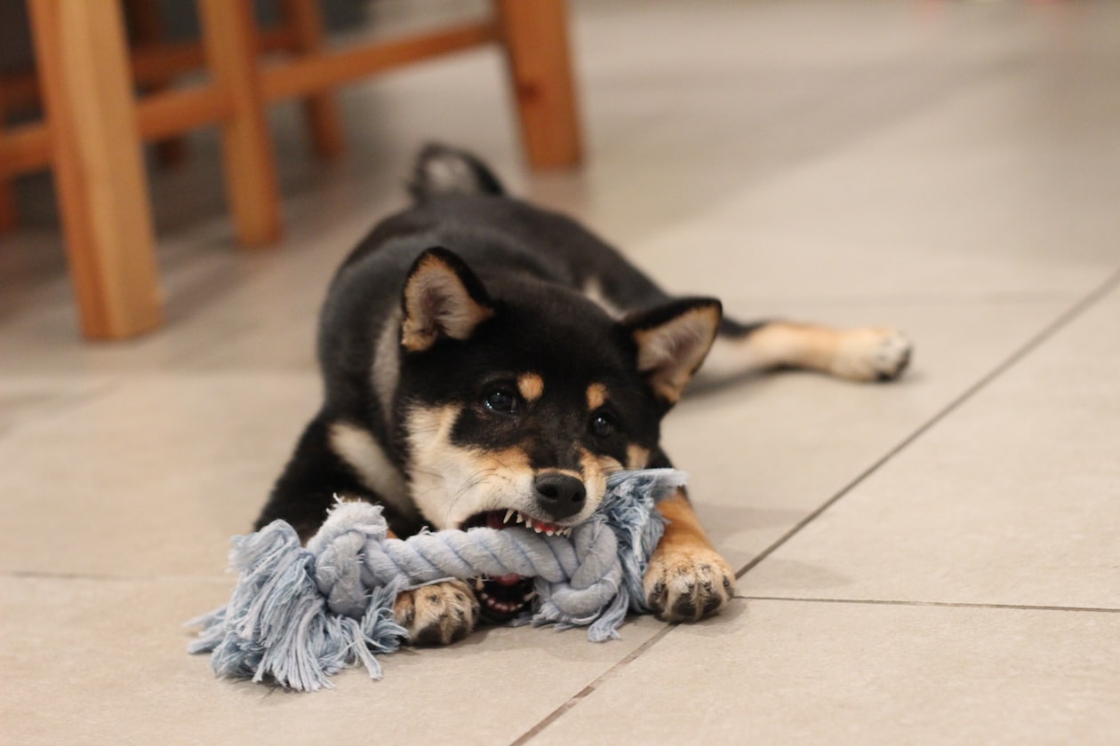 MAN WANTS TO POISON NEIGHBOUR’S DOG AFTER IT BIT HIS 3 Y.O SON MAKING HIM BLEED
