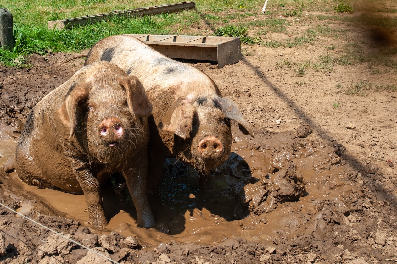 SISTERS MOVE OUT TOGETHER, END UP ONE OF THEM DIRTIER THAN AN ANIMAL
