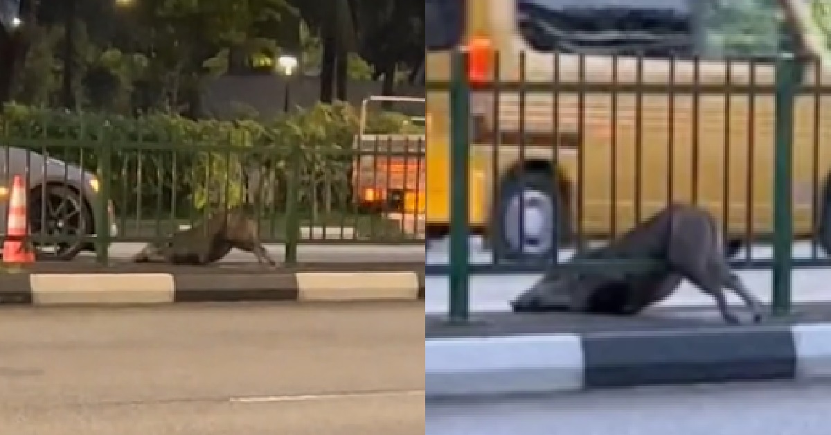 WILD BOAR STUCK IN SENG KANG ROAD DIVIDER BECAUSE “KAH CHNG” TOO BIG