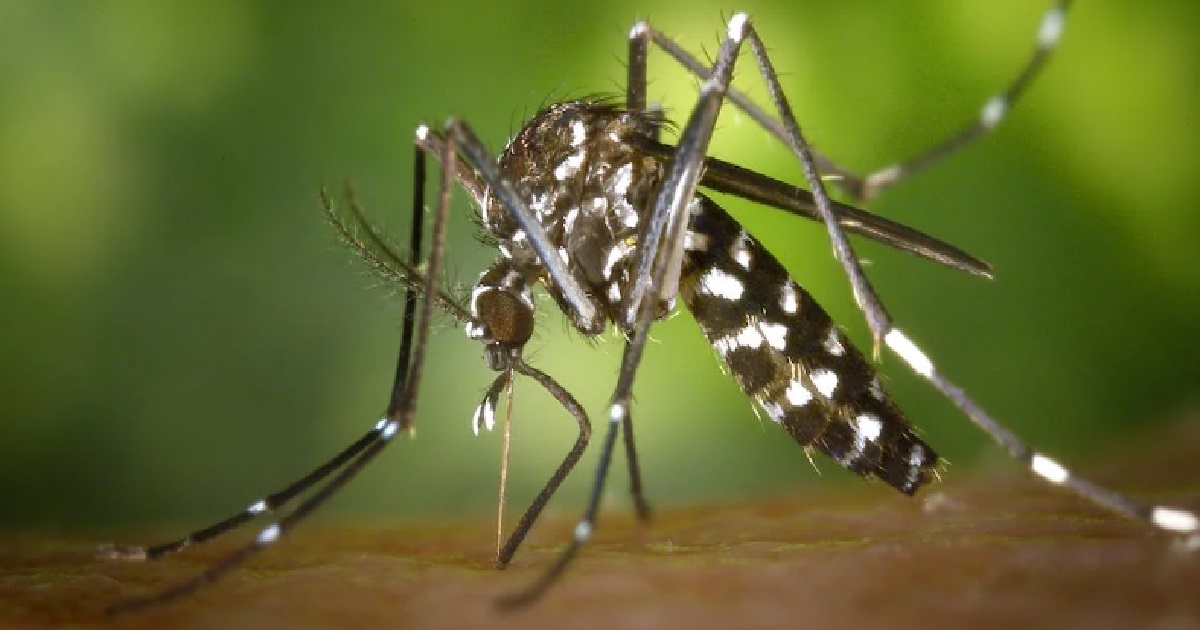 RETURN OF THE ZIKA VIRUS IN S’PORE – 1ST REPORTED CASE HERE SINCE MARCH 2020