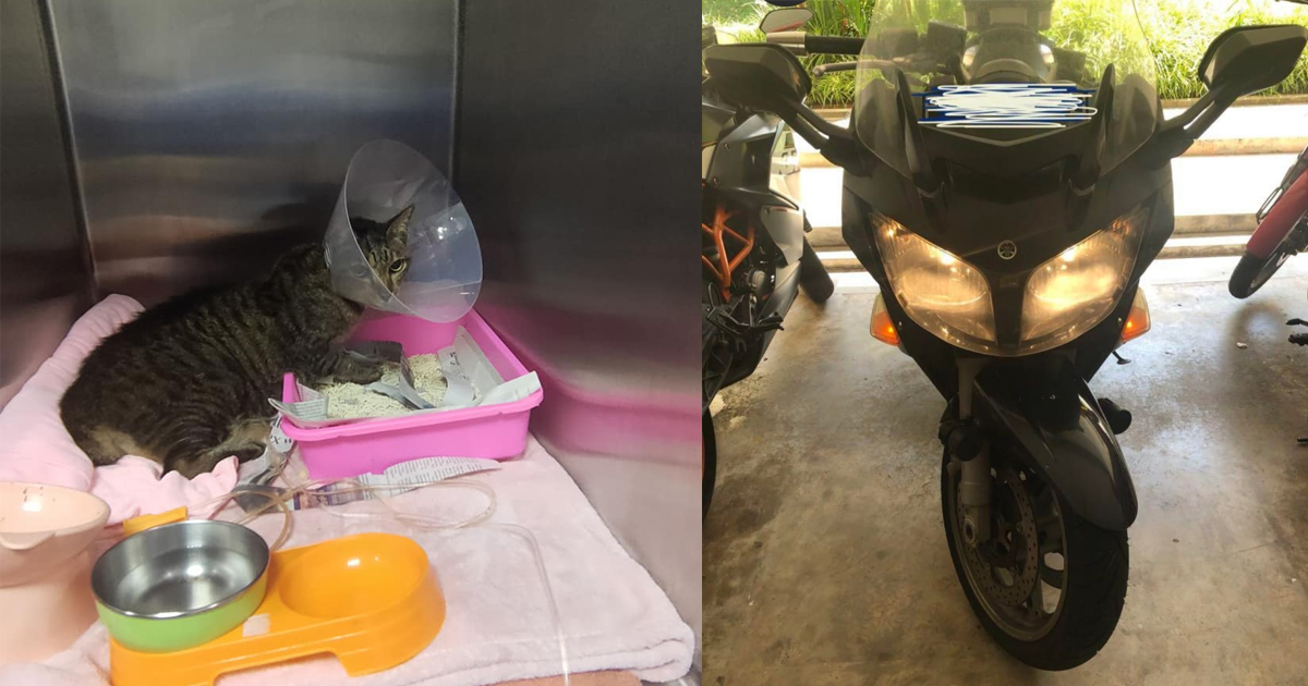 LOCAL MAN SELLING OFF HIS BIKE SO HE CAN AFFORD SURGERY FOR HIS ELDERLY CAT