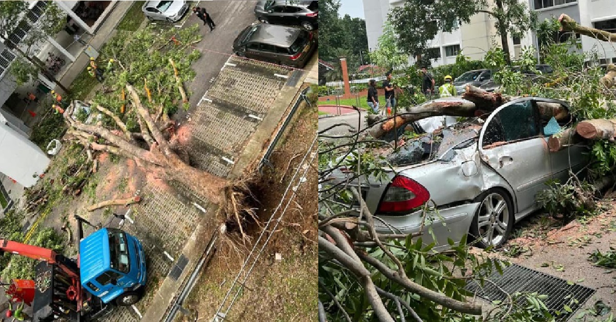 TREE THAT IS ALMOST 6-STOREYS TALL, FALLS ON CAR & ALMOST CRUSHED ELDERLY PASSER BY