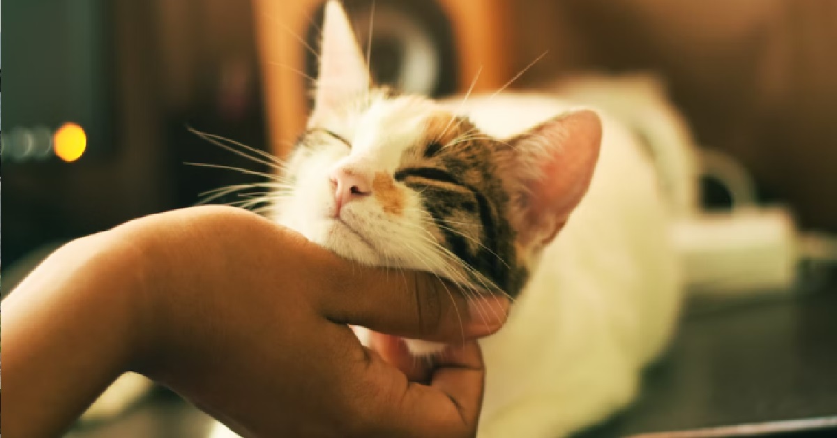 GIRL WENT OVERSEAS & LEFT CAT WITH FRIEND, CAME BACK AND HER CAT WAS DIFFERENT