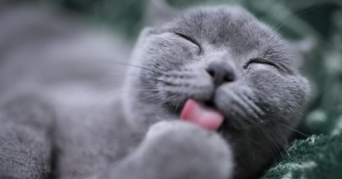 MAN DIDN’T FEED PET CAT ENOUGH FOOD & WATER UNTIL IT DIED, FACING 1.5 YEARS JAIL