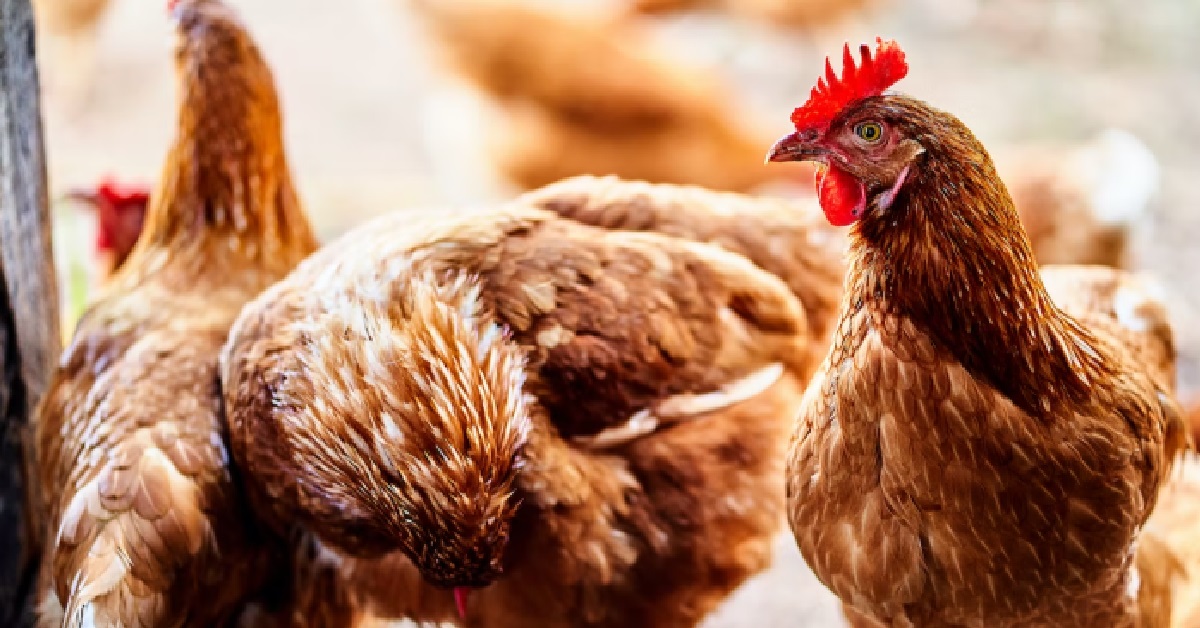 M’SIA LIFTS EXPORT BAN ON CHICKENS FROM 11 OCT, S’PORE NOTIFIED ABOUT LIFTING OF BAN