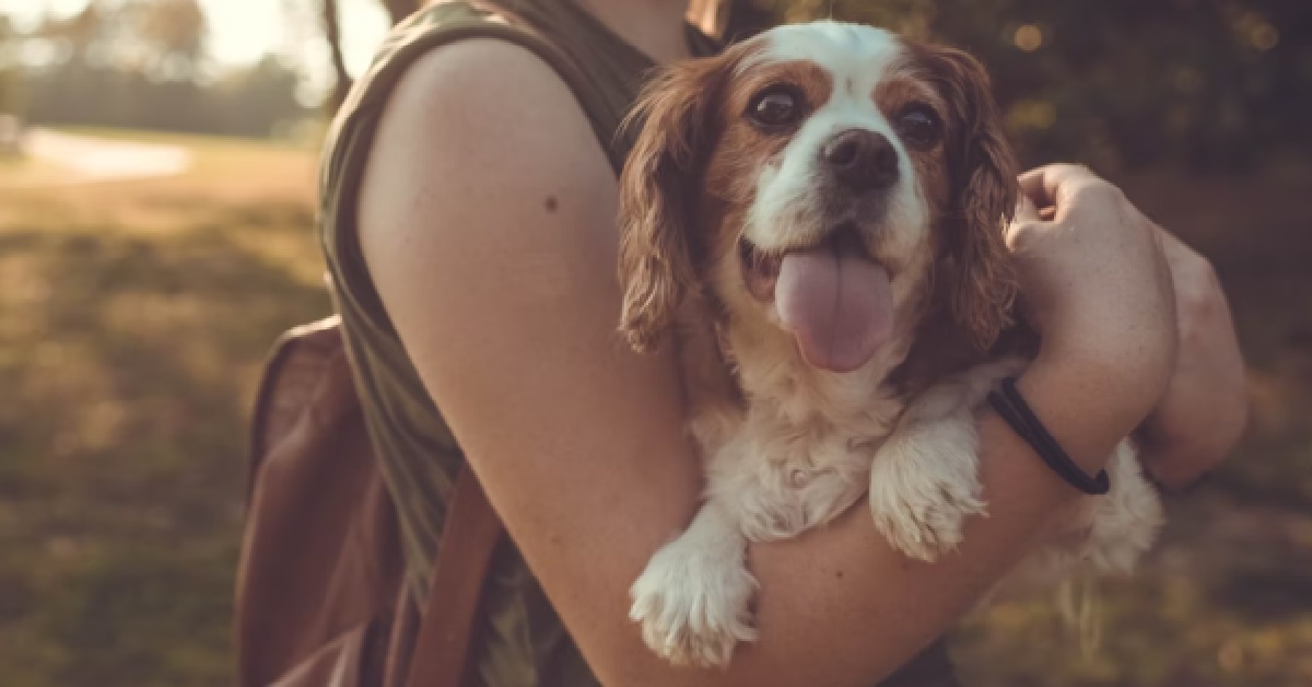WOMAN DUMPED HER BF FOR ANOTHER MAN, BUT STILL GOT THE NERVE TO ASK TO SEE HIS DOG