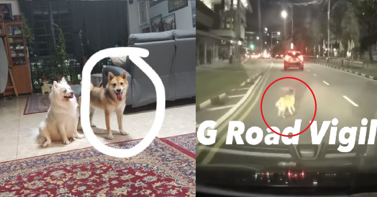 DOG RUNS AWAY AFTER OWNER GOT HIT BY MOTORCYCLE @ BUKIT PANJANG, APPEAL FOR INFORMATION