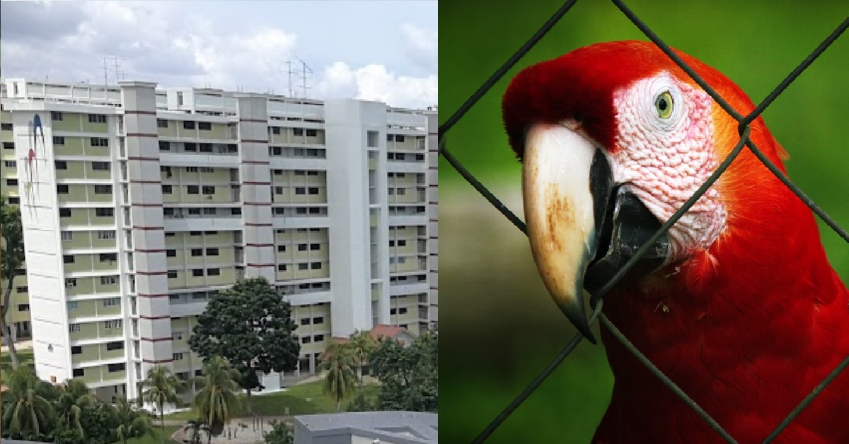 RESIDENT RED UP WITH NEIGHBOUR’S NOISY PARROT, MOVES OUT OF HER HDB UNIT @ BEDOK