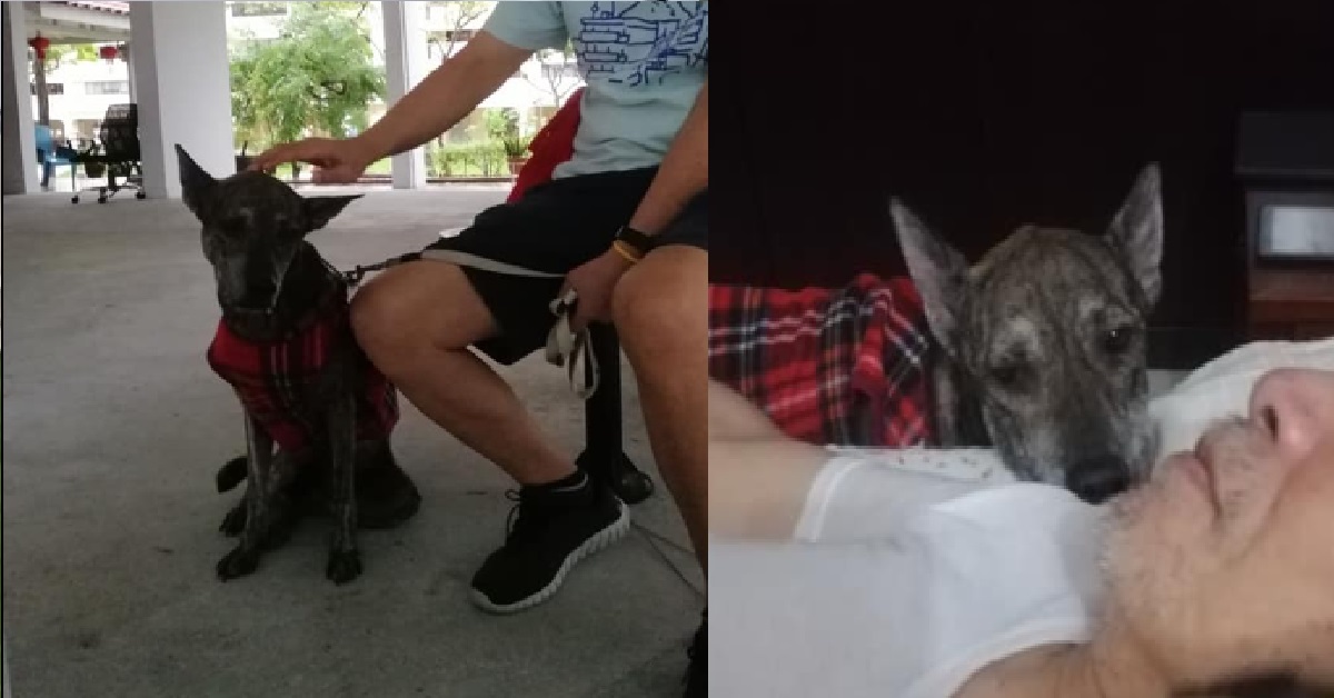 DOG OWNER STRUGGLING WITH EXPENSIVE VET BILLS FOR SICK DOG, MINIMUM FEES $10K