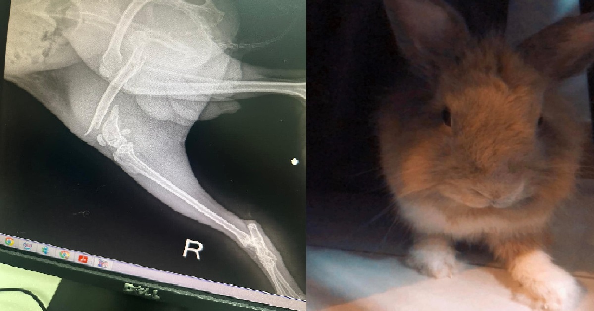 S’PORE VET ALLEGEDLY MISHANDLED PET BUNNY & CAUSED ITS LEG TO BREAK