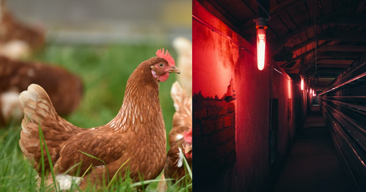GF CAUGHT BF FINDING ‘CHICKEN’ OVERSEAS AFTER CHECKING HIS CREDIT CARD STATEMENTS