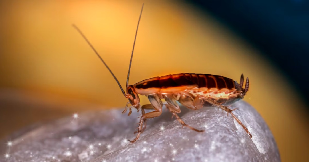 WOMAN KEEPS FINDING COCKROACHES IN HER HOME, COME OUT OF HIDING AT NIGHT