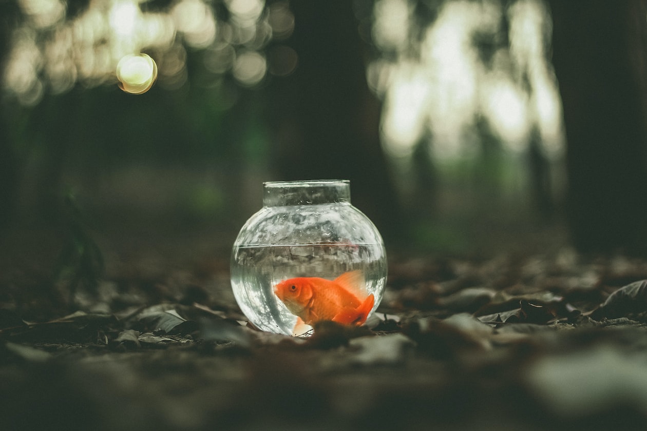 GIRL SAYS HER GOLDFISH DIED AND CAN’T ATTEND FAMILY EVENT, AUNT GOES BERSERK