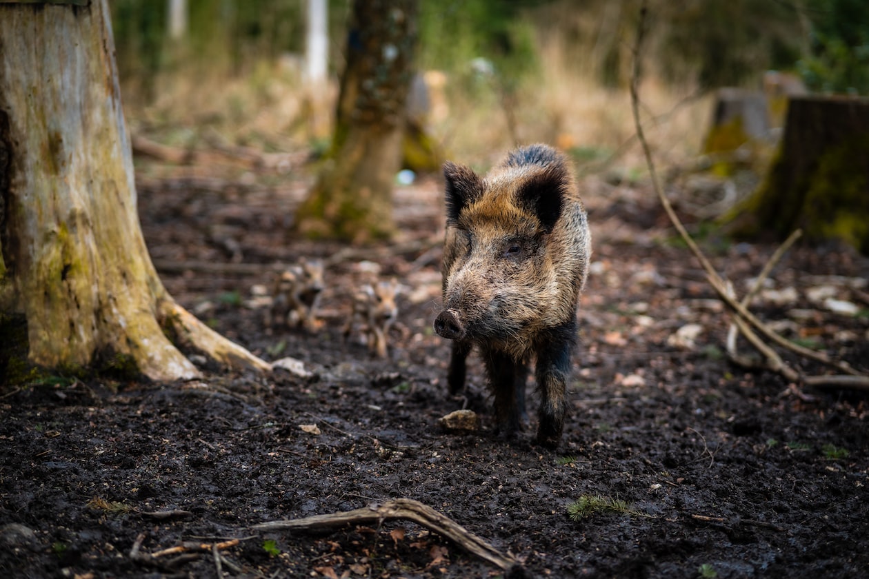 WOMAN WANTS TO BREAK UP WITH BF BECAUSE HE SNORES LIKE ‘WILD BOAR’